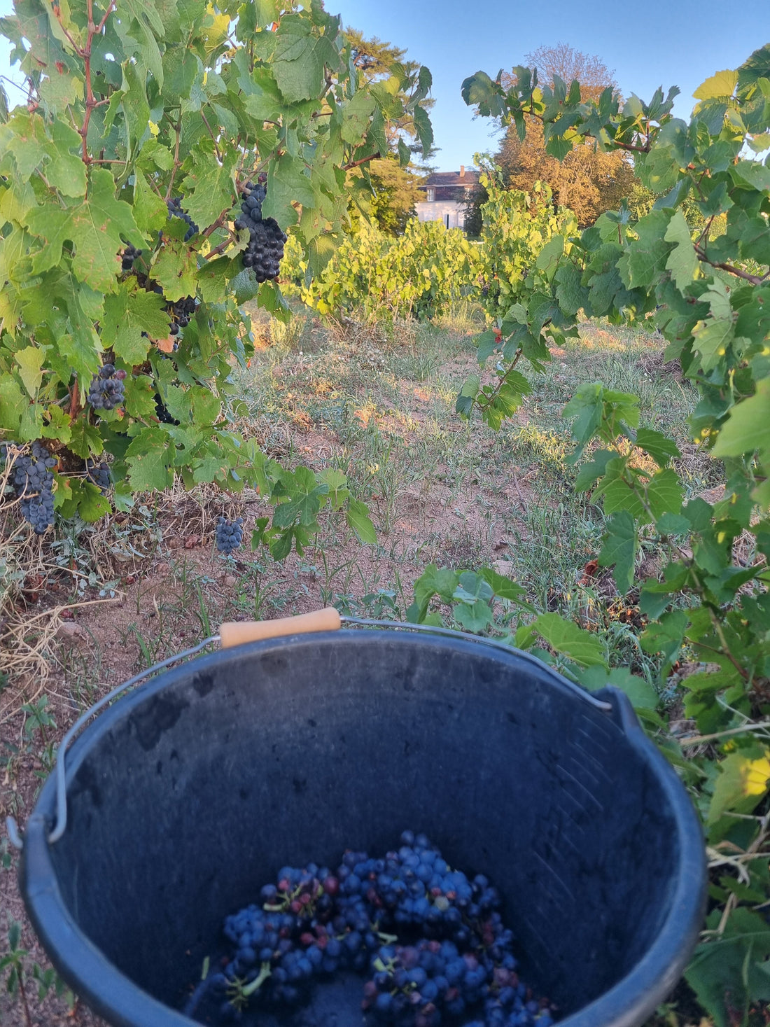 Vendanges 2026 au Château des Boccards : retour sur 3 jours au cœur de la vigne